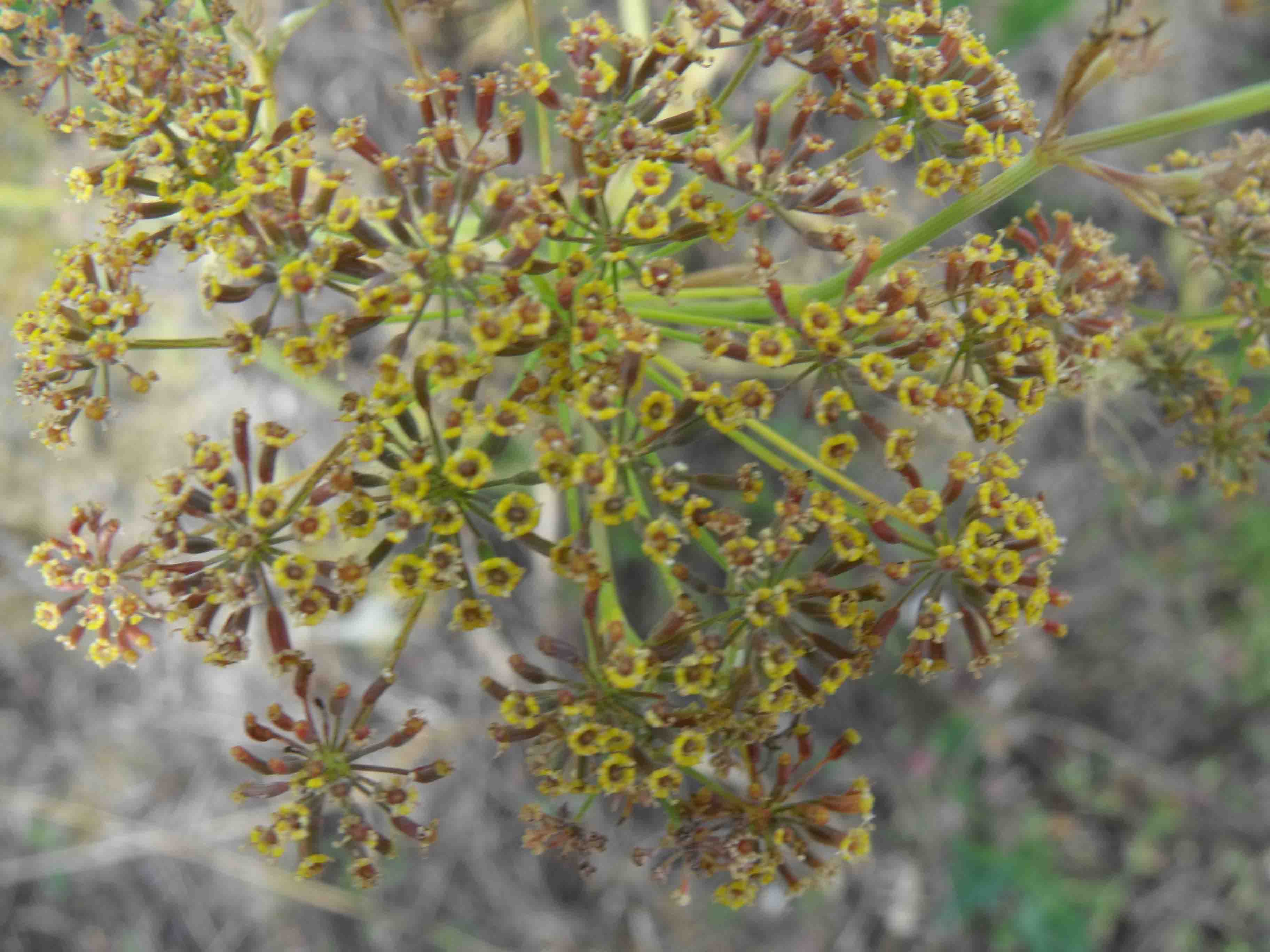 Ridolfia segetum / Aneto puzzolente